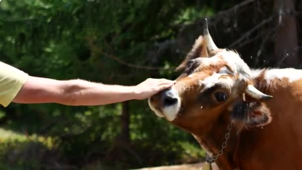 Корова випасує кущ у горах під широким кутом постріл — стокове відео