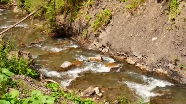 Arroyo de montaña en el bosque — Vídeos de Stock