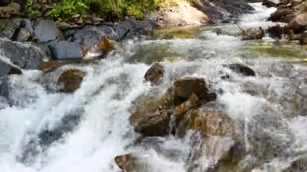 Arroyo de montaña en el bosque — Vídeos de Stock