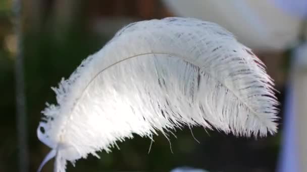 羽毛在风中的钢笔 — 图库视频影像