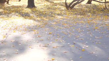 Yapraklar sonbaharda temizlik. Temizleme asfalt Makinası