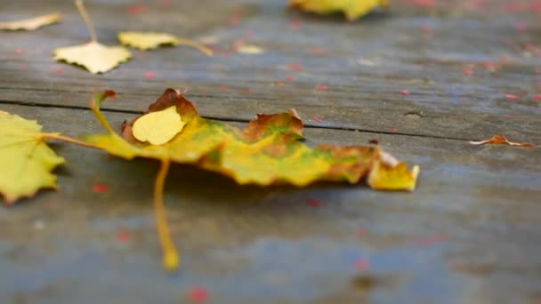 Otoño hojas de arce cayendo sobre mesa de madera  . — Vídeos de Stock