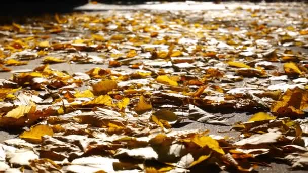 Slow Motion, Girl Walking in Autumnal Park on Orange Leaves, Spartering Kicking Leaves, Autumn, Shod in White Sneakers and Short Jeans, Leaves Flies From Step — Video Stock