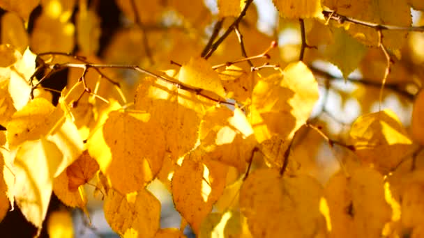 Sol brillando a través de hojas de otoño soplando en la brisa — Vídeos de Stock