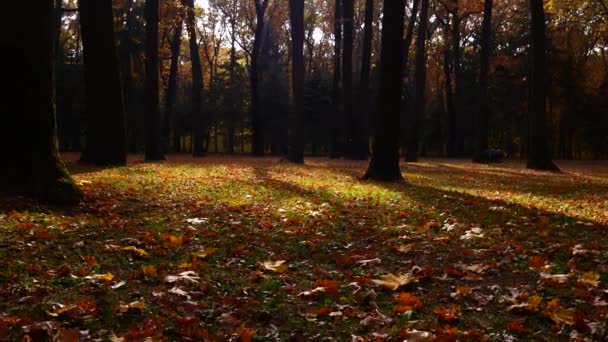 Осенний городской парк. Красивый фон — стоковое видео