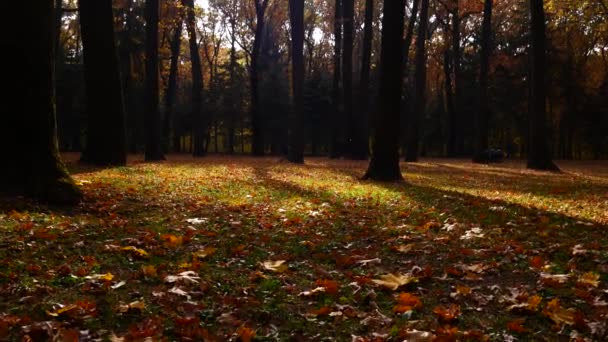 Parque de la ciudad de otoño. Hermoso fondo — Vídeo de stock