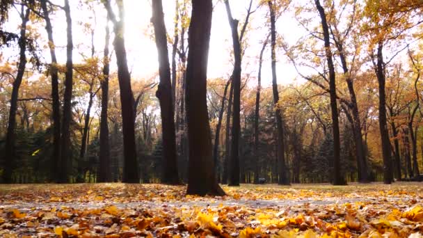 Niño jugando en el parque de otoño. Follaje de otoño. diversión al aire libre en otoño . — Vídeo de stock