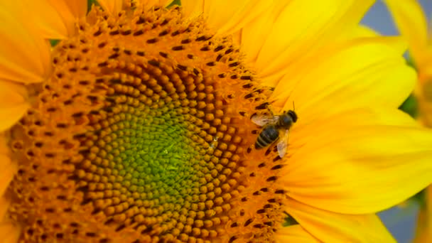 Abeja tratando de encontrar el mejor polen en la cabeza de girasol — Vídeos de Stock