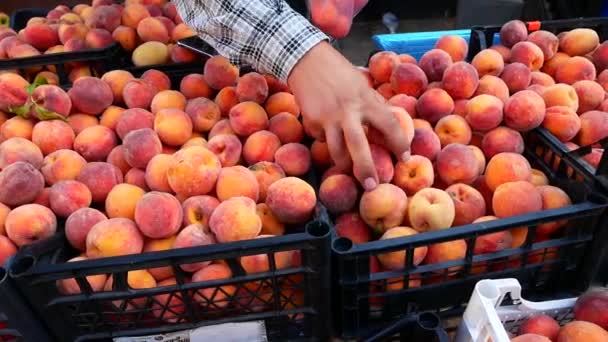 Мужчина выбирает персики на рынке — стоковое видео