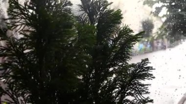 Yağmur damlası yağmur sezonu ile bulanıklık yeşil bitki doğa ile cam.