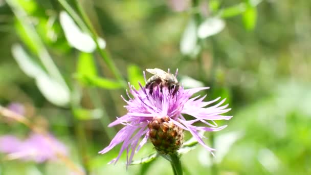 Biene lustig sammeln Blütenpollen fliegen aus nächster Nähe, Honigbiene — Stockvideo