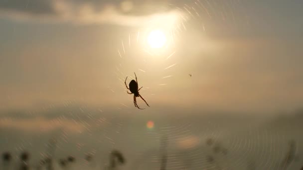 Паук на закате паутины подсветка времени истечения солнца заходит 4k — стоковое видео