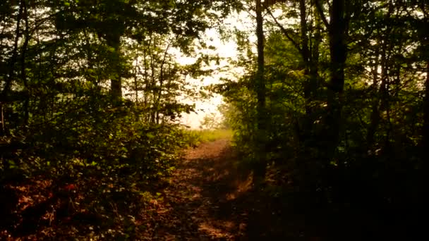 Bela floresta de outono com sol brilhando - tiro dolly — Vídeo de Stock