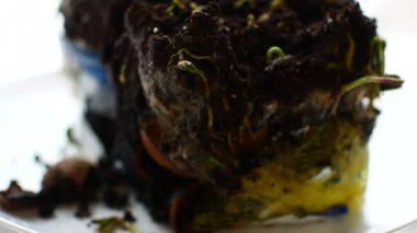 Ayçiçeği lahanası çöpe büyümek.