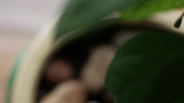 Ev yapımı avokado bir tencerede, genç yaprakları