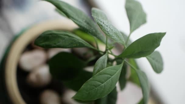 Σπιτικό αβοκάντο σε μια κατσαρόλα, μικρά φύλλα — Αρχείο Βίντεο