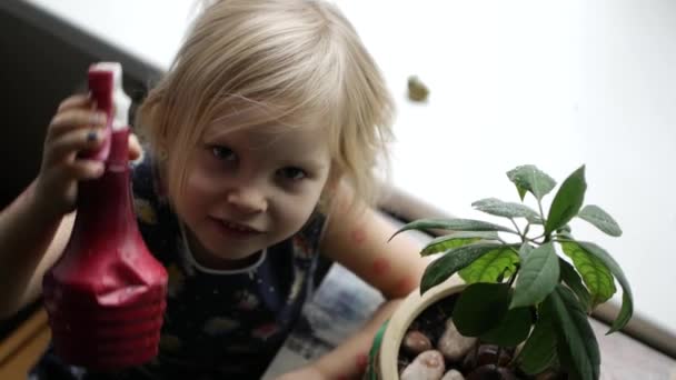 Kleine boer groeit avocado's in een pot — Stockvideo