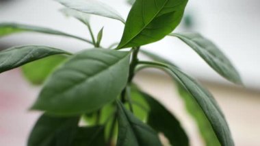 Ev yapımı avokado bir tencerede, genç yaprakları