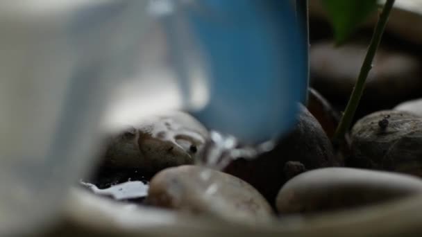 鳄梨坑在花盆与三个芽。浇水 — 图库视频影像