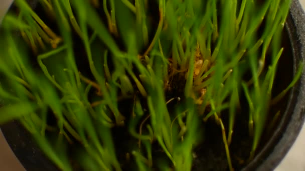 El trigo verde joven crece en casa . — Vídeos de Stock