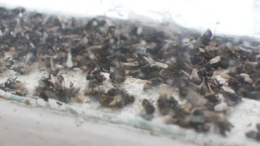 Çok sayıda pencere bölmesini ve buzz uçar
