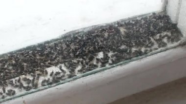 Çok sayıda pencere bölmesini ve buzz uçar.