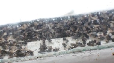 Çok sayıda pencere bölmesini ve buzz uçar.