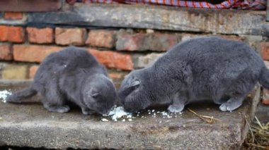 Gri kedi zevkle yiyor.