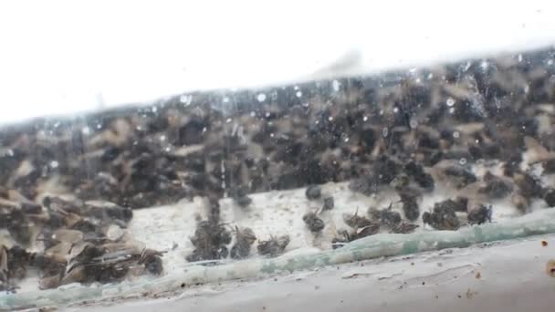 Massor av flugor på fönsterrutan och buzz. — Stockvideo