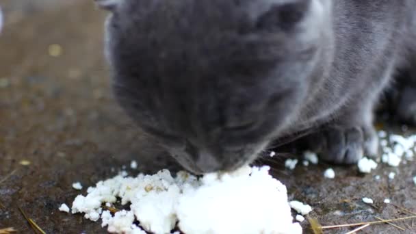 Gatto grigio mangia con piacere . — Video Stock