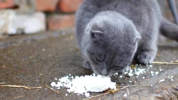Серый кот ест с удовольствием . — стоковое видео