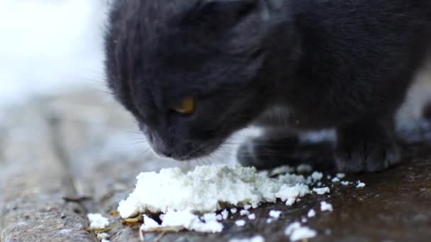Серый Кот Ест Удовольствием — стоковое видео