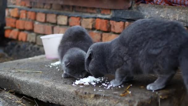Серый кот ест с удовольствием . — стоковое видео