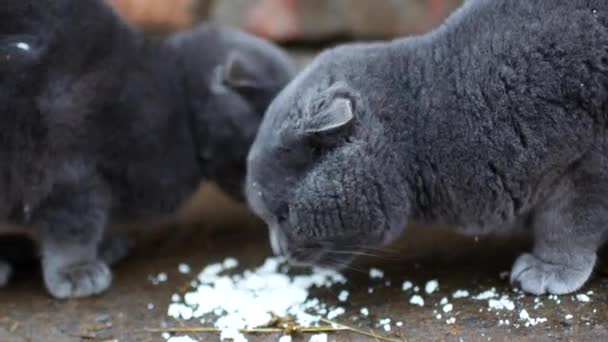 Gato gris come con placer . — Vídeo de stock