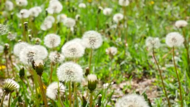 Dientes de león blancos esponjosos, fondo de primavera verde natural — Vídeo de stock