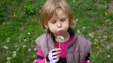 Karahindiba üfleyen mutlu çocuk. Kabarık karahindiba ile küçük kız