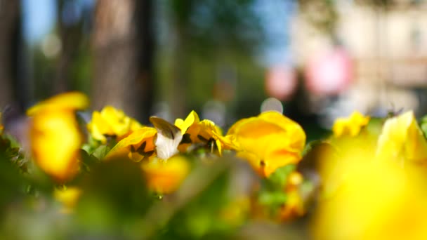 Blommor i blom bädden i staden. Lämplig för skärmsläckare — Stockvideo