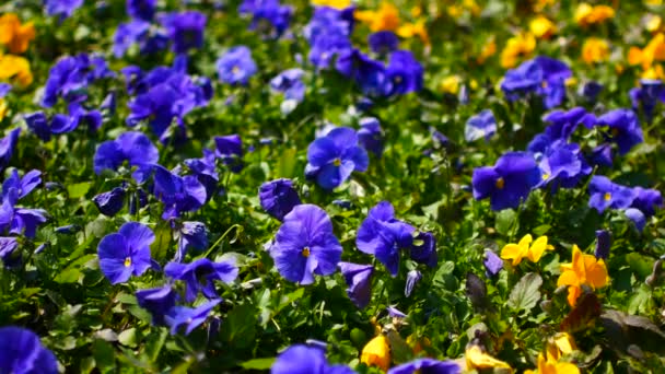 Flowers in the flowerbed in the city. Suitable for screensaver — Stock Video