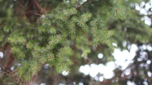 A green spruce branch sways in the wind — Stock Video