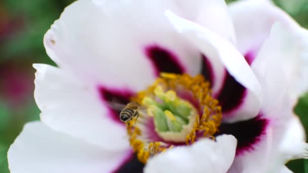 Bee pollinates white flowers. Honey harvest season. — Stock Video