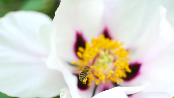 La abeja poliniza las flores blancas. Temporada de cosecha de miel . — Vídeo de stock