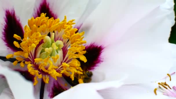 La abeja poliniza las flores blancas. Temporada de cosecha de miel . — Vídeo de stock