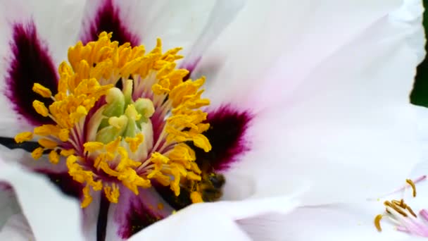 Bee pollinates white flowers. Honey harvest season. — Stock Video