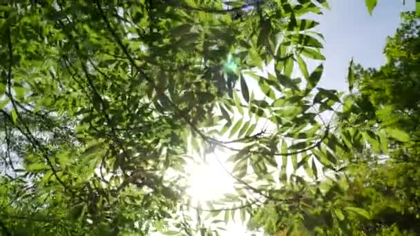 Солнце светит сквозь ветви зеленого дерева — стоковое видео