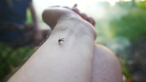 Close-up tiro de um sangue de mosquito chupando a pele humana — Vídeo de Stock