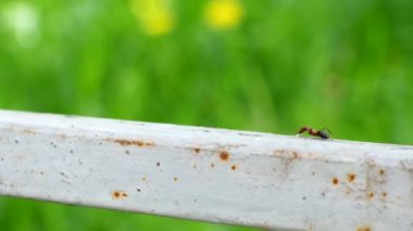 Metal bir yüzeyde sürünen bir karınca
