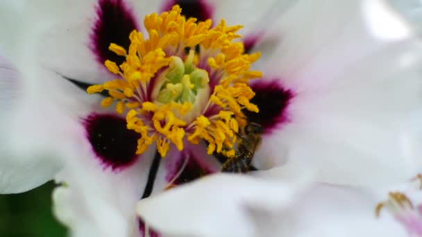 Bee bestuivers witte bloemen. Honing oogstseizoen. — Stockvideo