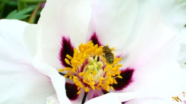 Arı beyaz çiçekleri toza salar. Bal hasat sezonu.