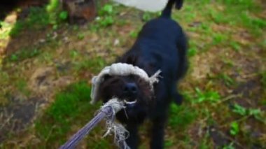 Siyah köpek ip ile oynadı, birinci şahıs görünümü