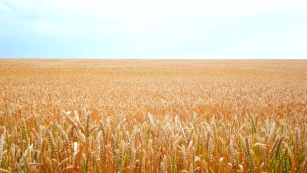 Wheat field. Golden ears of wheat on the field. The wind swings the harvest of grain crops.